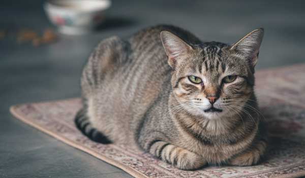 petfood cao cấp cho mèo Chính hãng tại Tỉnh An Giang