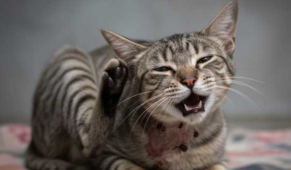 Petfood cao cấp cho mèo Chính hãng tại Tỉnh Bắc Ninh