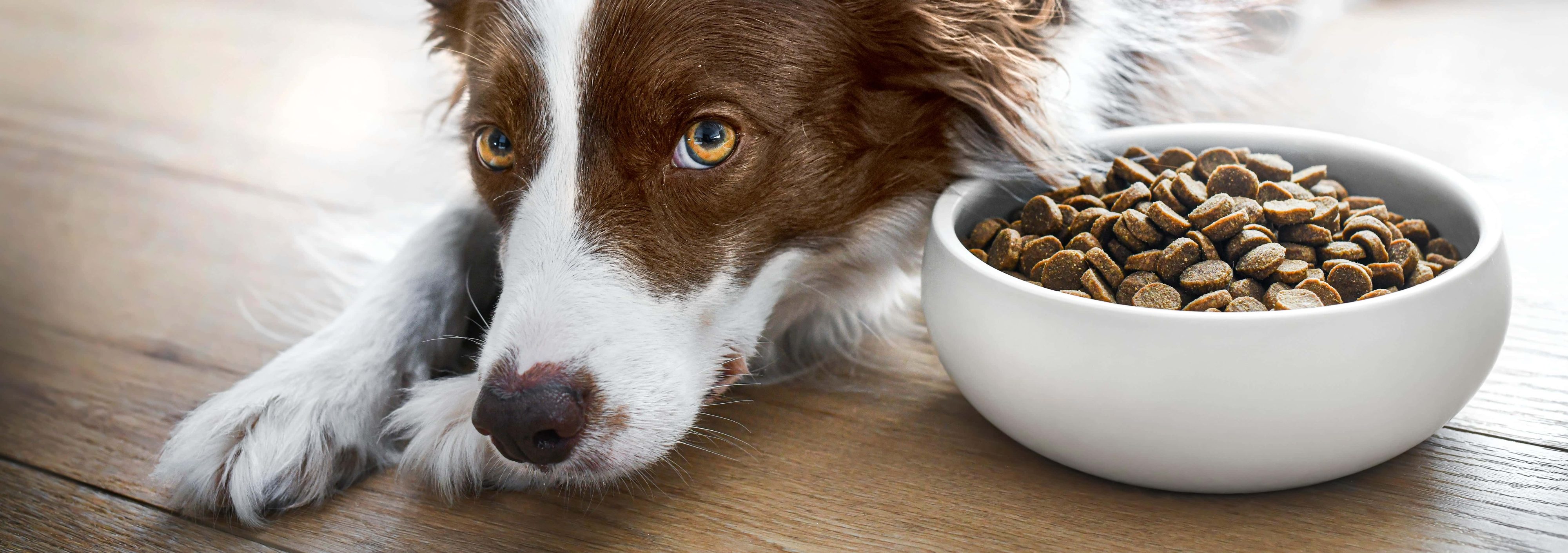 Thương hiệu Pet food Optima Nova Pet Food